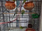 budgies bird (basrikar) with cage