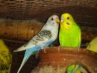 Budgies / Budgerigars Birds sell in Cheap price....