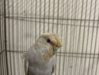 Budgies Crested Adult Female