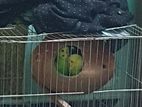 budgies for sale | 1 pair.
