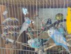 Budgies for sale