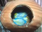 budgies brid