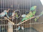 Budgies