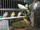 Budgies