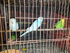 Budgies