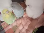 Budgies