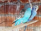 Budgerigar Bird
