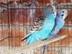 Budgerigar Bird