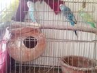 Budgies for sale