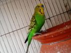 budgies for sale