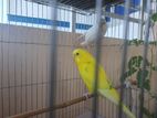 Budgies for sale