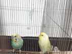 Budgies for sale