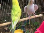 Birds for sell