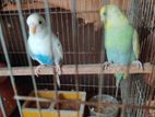 budgies for sell