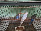 Budgies for sell