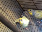 budgies pakhi