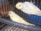 Budgies Pakhi