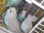 Budgies Parrot