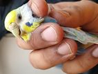 budgies rainbow female