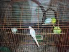 Budgies Running Adults 9 jora