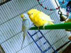 Budgies Running Master Pair