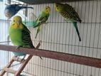 Budgerigar pakhi