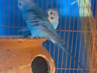 Budgrigar Running Pair For Sale...