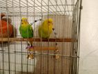 Budgerigar for sell