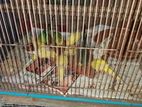 Budriger lotino, Albino,classic birds.full running pair.Ten pice.