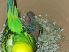 Budzigur Brid Master Pair with a baby For Sell