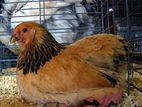 Buff Brahama Chicken Female