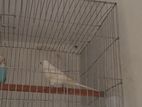 Bugegiar Bird Pair