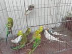 Budgerigars for sell