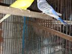 Budgerigar pakhi