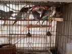 Bujrigar bird for sale