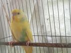 Bujrigar/ Bugrigar Bird sell adult