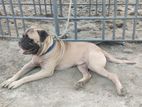 Bullmastiff Dog Male & Female