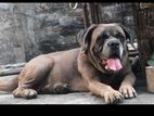 Bullmastiff