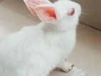 Rabbit for sell