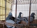 বুনো কবুতর বিক্রয়