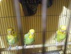 Budgerigar for sell