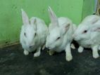 Rabbit for sell