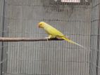 Buttercup Ringneck Big size