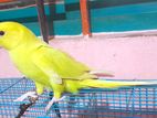 Buttercup Ringneck Parrot