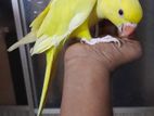 Buttercup Ringneck Parrot Young Male