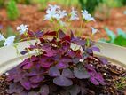 Butterfly plants