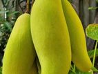 ব্যানানা ম্যাংগো চারা গাছ ১ পিস। শাহ্ এগ্রো ফার্মের অন্তর্ভুক্ত গাছ।