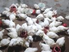 বয়লার মুরগী বিক্রি করা হবে।