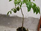 চাইনা আমরা