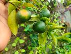চাইনা কমলা 🍊